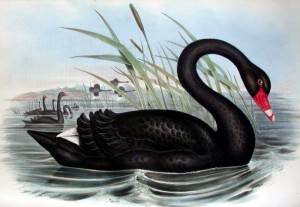 black-swan